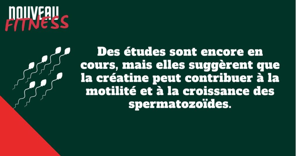 Spermatozoïdes et créatine